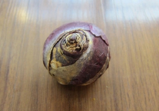 风信子种球如何保存：将种球置于干燥、阴凉、通风的地方