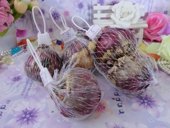 风信子种球如何保存：将种球置于干燥、阴凉、通风的地方