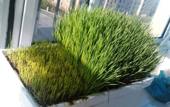 小麦草家庭种植办法：手把手教大家种植小麦草