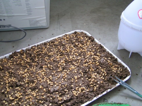 小麦草家庭种植办法：手把手教大家种植小麦草