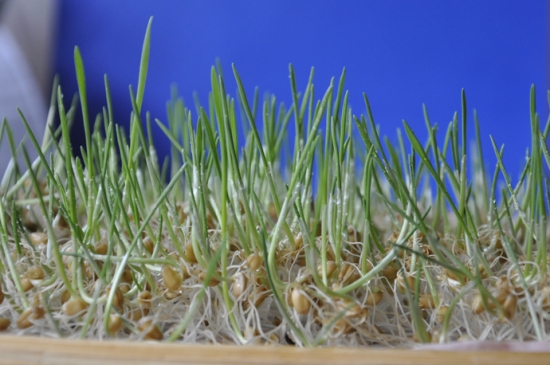 小麦草家庭种植办法：手把手教大家种植小麦草