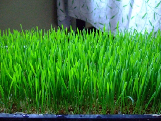 小麦草家庭种植办法：手把手教大家种植小麦草