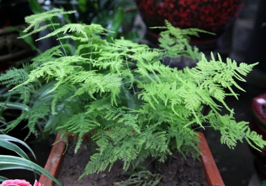 给文竹浇水的留意事项：喜欢湿润，怕内积水