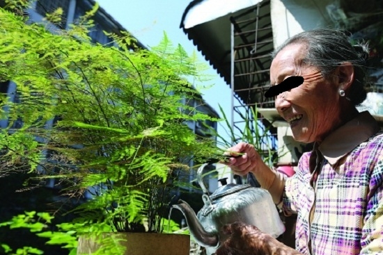 给文竹浇水的留意事项：喜欢湿润，怕内积水