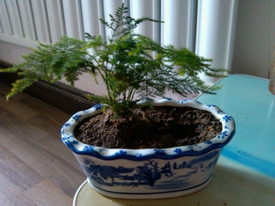 给文竹浇水的留意事项：喜欢湿润，怕内积水