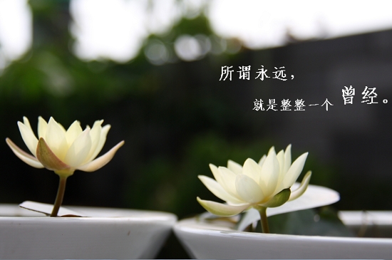 海尔芙拉的花期：我国大部分地区​海尔芙拉花期集中在5~10月份