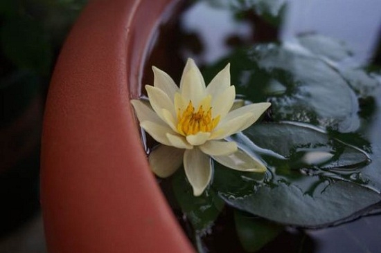 海尔芙拉的花期：我国大部分地区​海尔芙拉花期集中在5~10月份