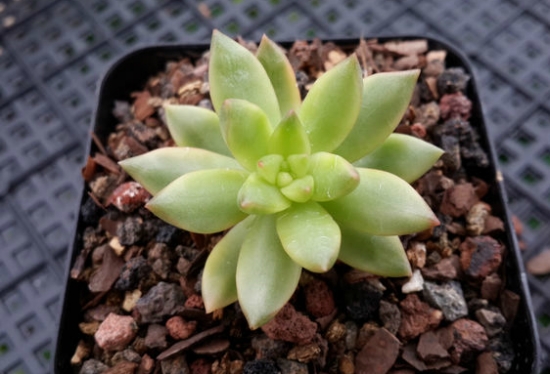 黄丽锦的养殖办法：浇水要干透才浇透，不干不浇水