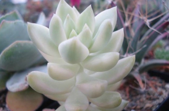 黄丽锦的养殖办法：浇水要干透才浇透，不干不浇水