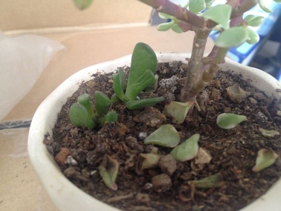 为何多肉夏季爱掉叶子：除了可能患黑腐病还可能是休眠期水大了