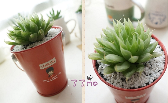 为何多肉夏季爱掉叶子：除了可能患黑腐病还可能是休眠期水大了