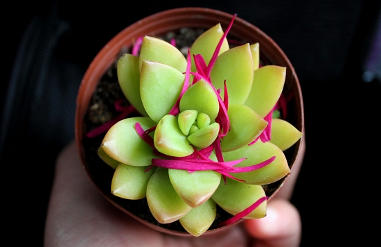 为何多肉夏季爱掉叶子：除了可能患黑腐病还可能是休眠期水大了