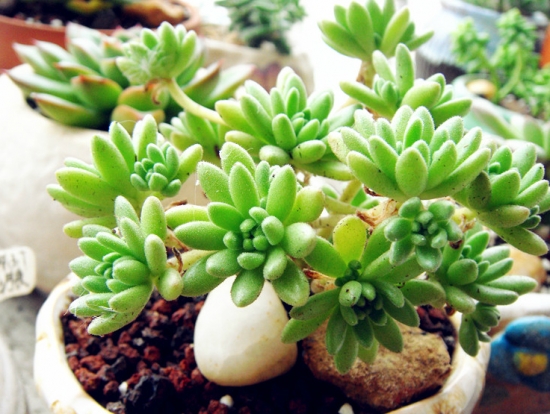 多肉植物春上的养殖办法：留意通风遮阳、不干不浇水