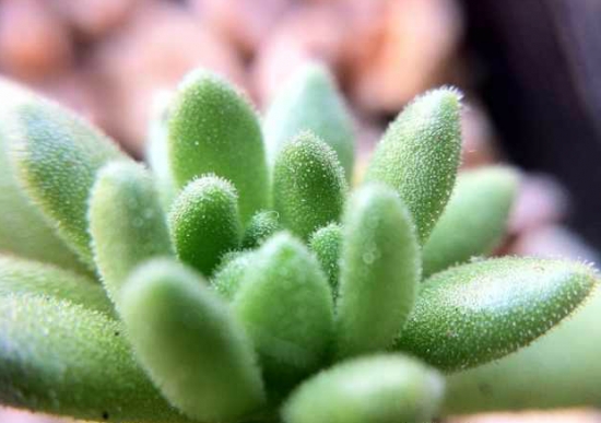 多肉植物春上的养殖办法：留意通风遮阳、不干不浇水