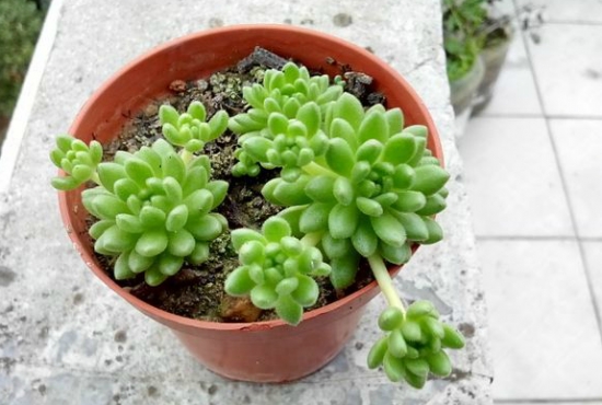 多肉植物春上的养殖办法：留意通风遮阳、不干不浇水