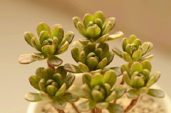 小人祭开花：小人祭开花确实会死亡但会有新的侧芽产生