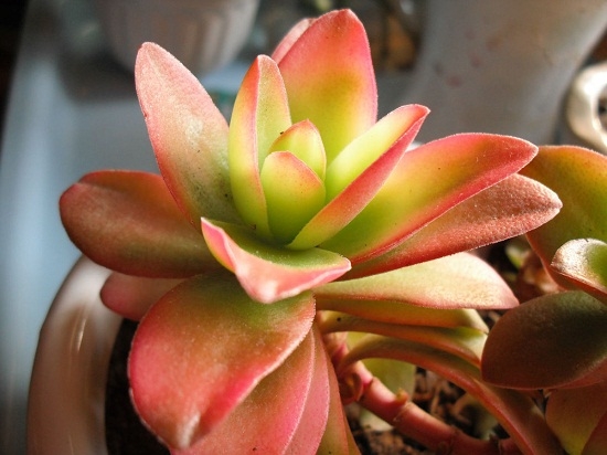 何谓多肉植物出状态：随季节变化产生的最新状态的一种表述