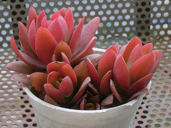 何谓多肉植物出状态：随季节变化产生的最新状态的一种表述