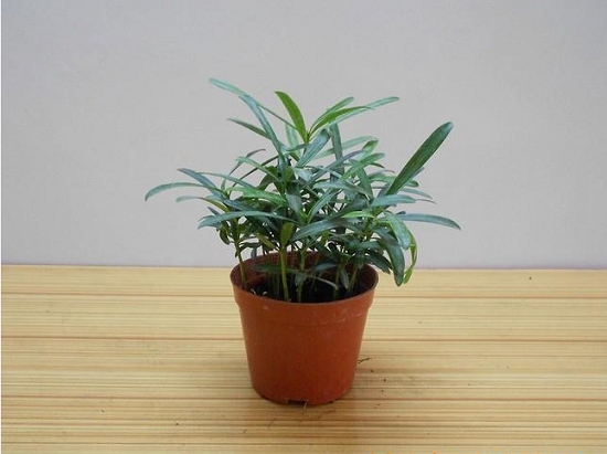 如何制作罗汉松小盆栽：罗汉松小盆栽的制作办法简介