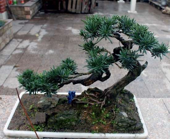 如何制作罗汉松小盆栽：罗汉松小盆栽的制作办法简介