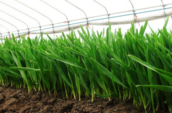 小麦草如何食用：小麦草榨汁最健康