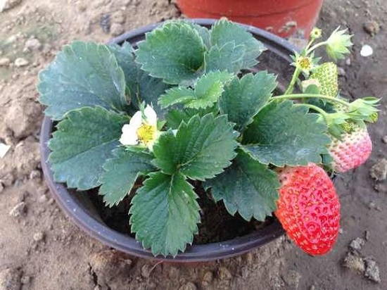 盆栽草莓施肥