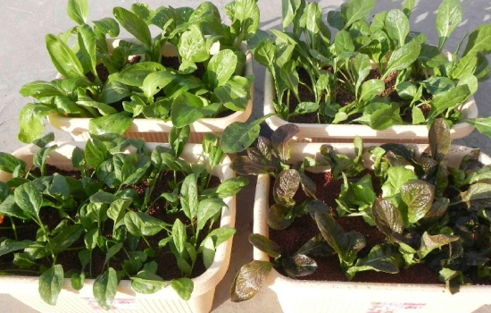 种菜用什么泥土好：几乎所有泥土均可种菜，但要留意有害物质