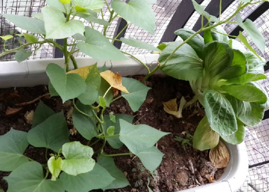 种菜用什么泥土好：几乎所有泥土均可种菜，但要留意有害物质