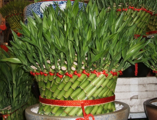 开运竹叶子发黄如何办：散光环境常换水