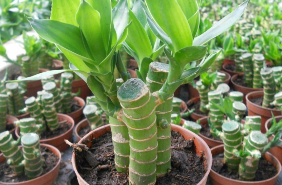 开运竹叶子发黄如何办：散光环境常换水