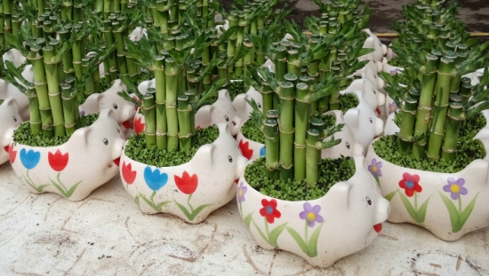 开运竹叶子发黄如何办：散光环境常换水