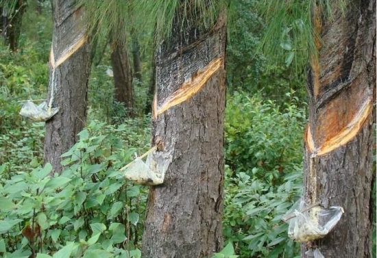 松香有毒吗：松香含有铅等重金属和有毒化合物