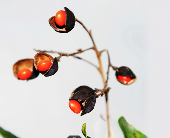 相思豆有毒吗：含相思子毒蛋白