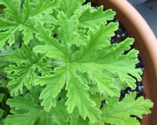 夏季驱蚊的植物有哪些：7种常见的驱文植物