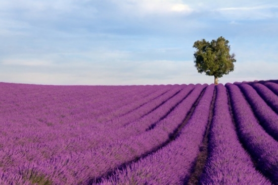 夏季驱蚊的植物有哪些：7种常见的驱文植物