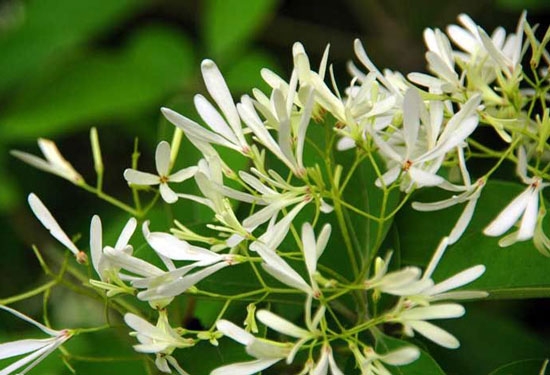 夏季驱蚊的植物有哪些：7种常见的驱文植物