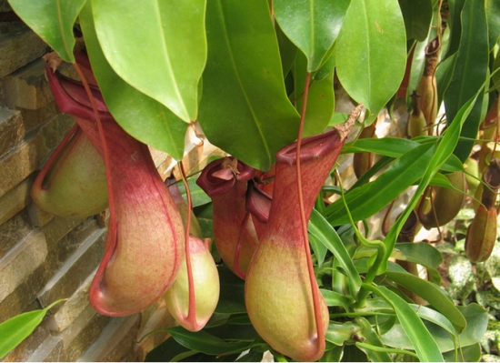 夏季驱蚊的植物有哪些：7种常见的驱文植物