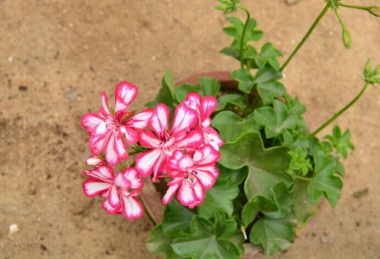 夏季驱蚊的植物有哪些：7种常见的驱文植物