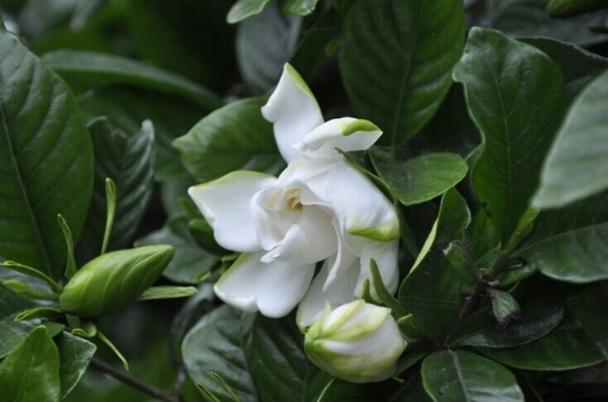 常绿灌木有哪些：这21种你见过吗