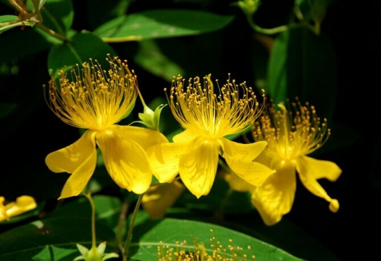 常绿灌木有哪些：这21种你见过吗