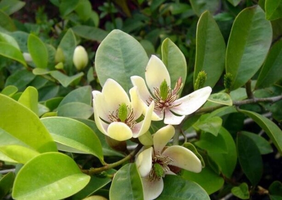 常绿灌木有哪些：这21种你见过吗