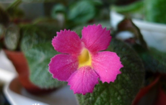 喜荫花养护应留意些什么