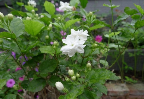 用哪些办法可提高花卉的观赏效果