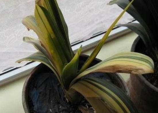 花卉病害是如何发生的