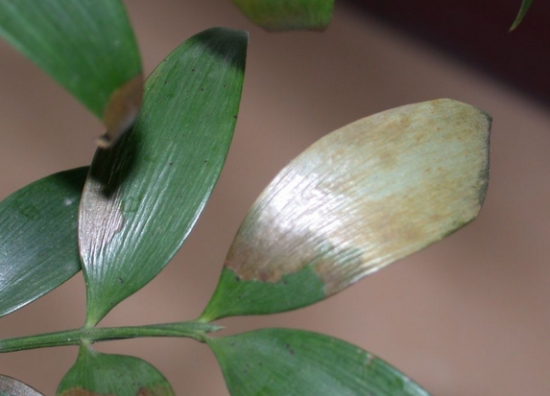 盆载叶子发黄 盆花叶子为何会发黄