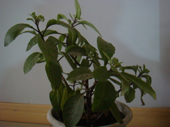 盆花为何多年不开花