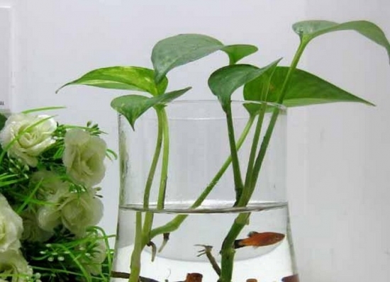 瓶插水养花卉应留意些什么