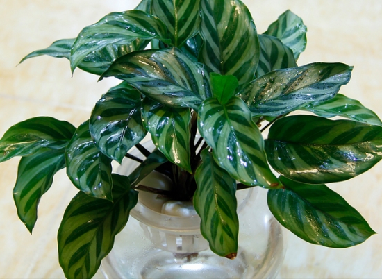 水培花卉应留意哪些要点