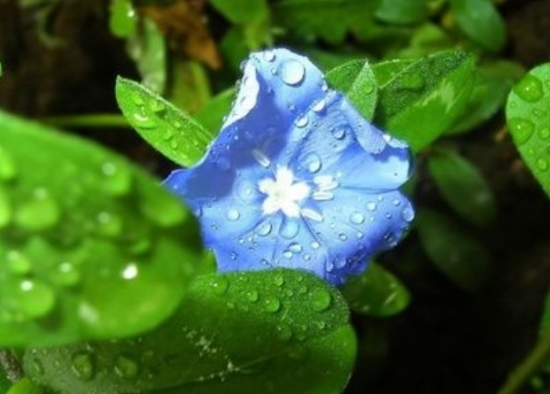 盆花在冬季应如何保湿防冻