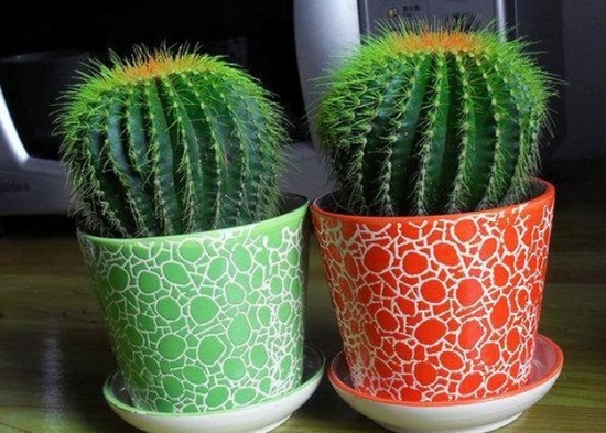 仙人球盆栽 哪些花木需加强防冻保暖